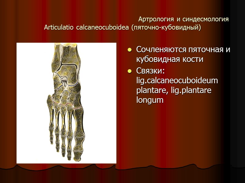 Сочленяются пяточная и кубовидная кости Связки: lig.calcaneocuboideum plantare, lig.plantare longum    